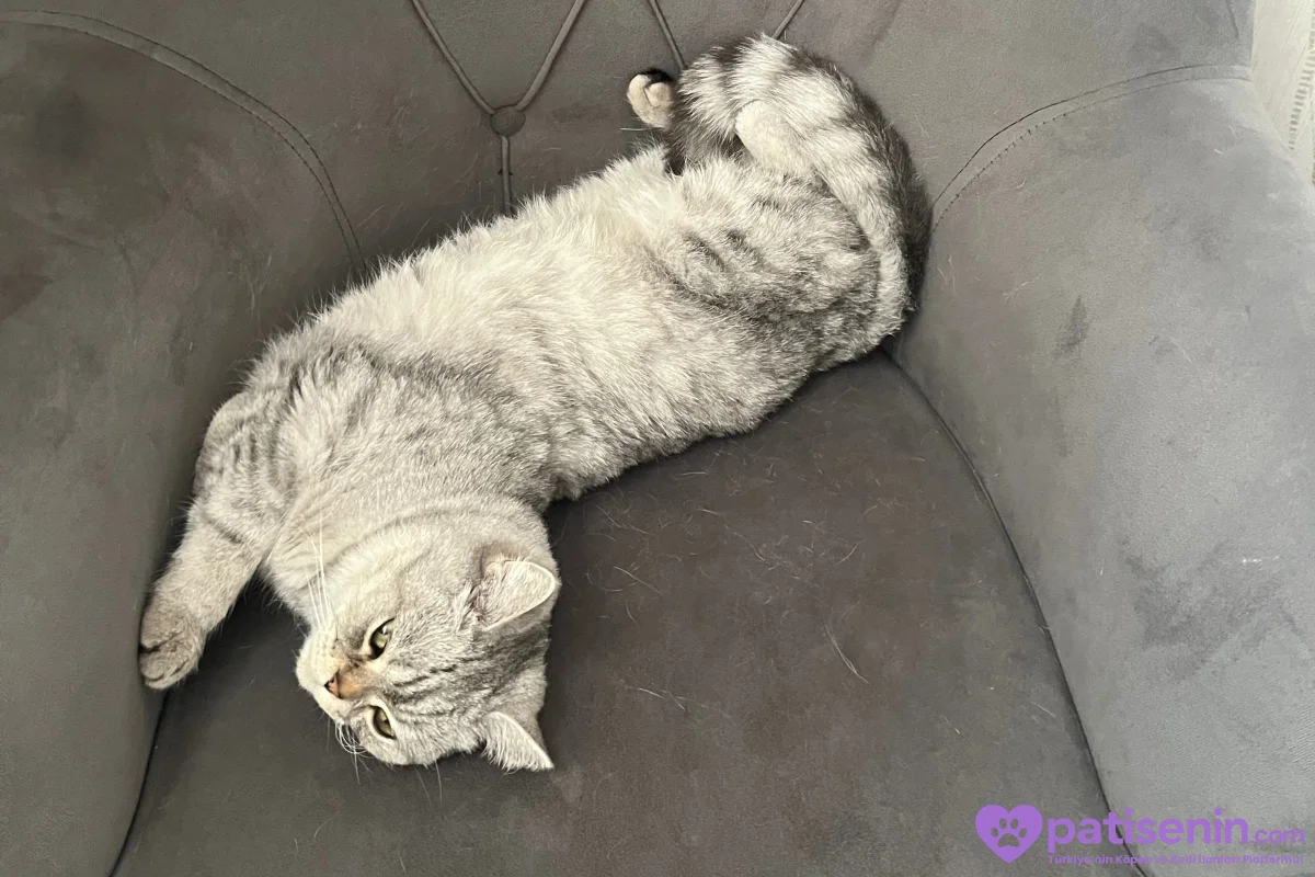 Ücretsiz Acil yuva aranıyor 🐾 3