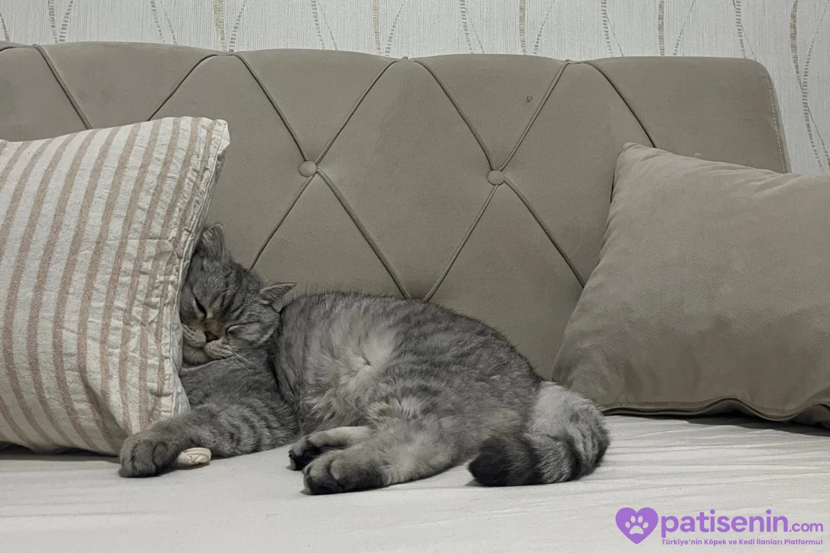 Ücretsiz Acil yuva aranıyor 🐾 4