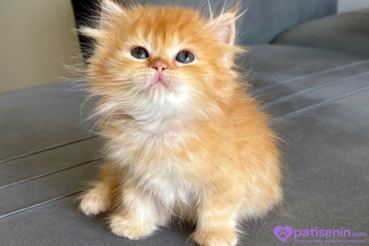 Kaliteli Longhair Bebekler 7