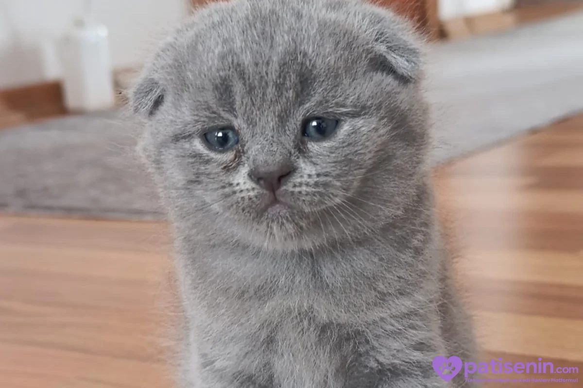 Safkan Scottish Fold dişi Yavrumuz 9