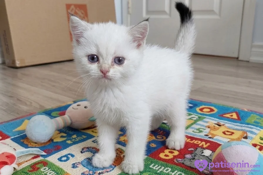 Kaliteli yavrular teslime hazır 3
