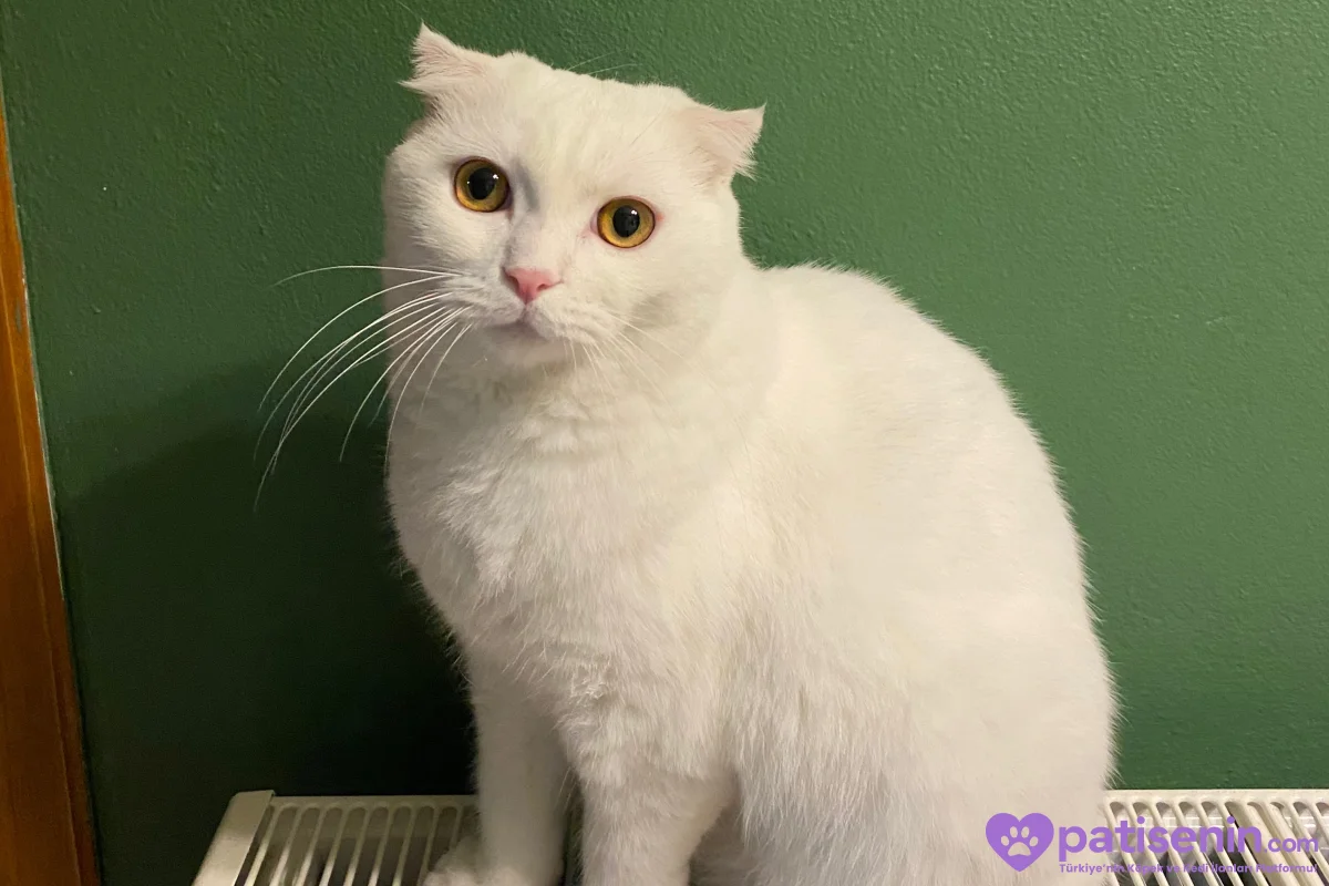 3 yaş Kısır Erkek Scottish Fold 2