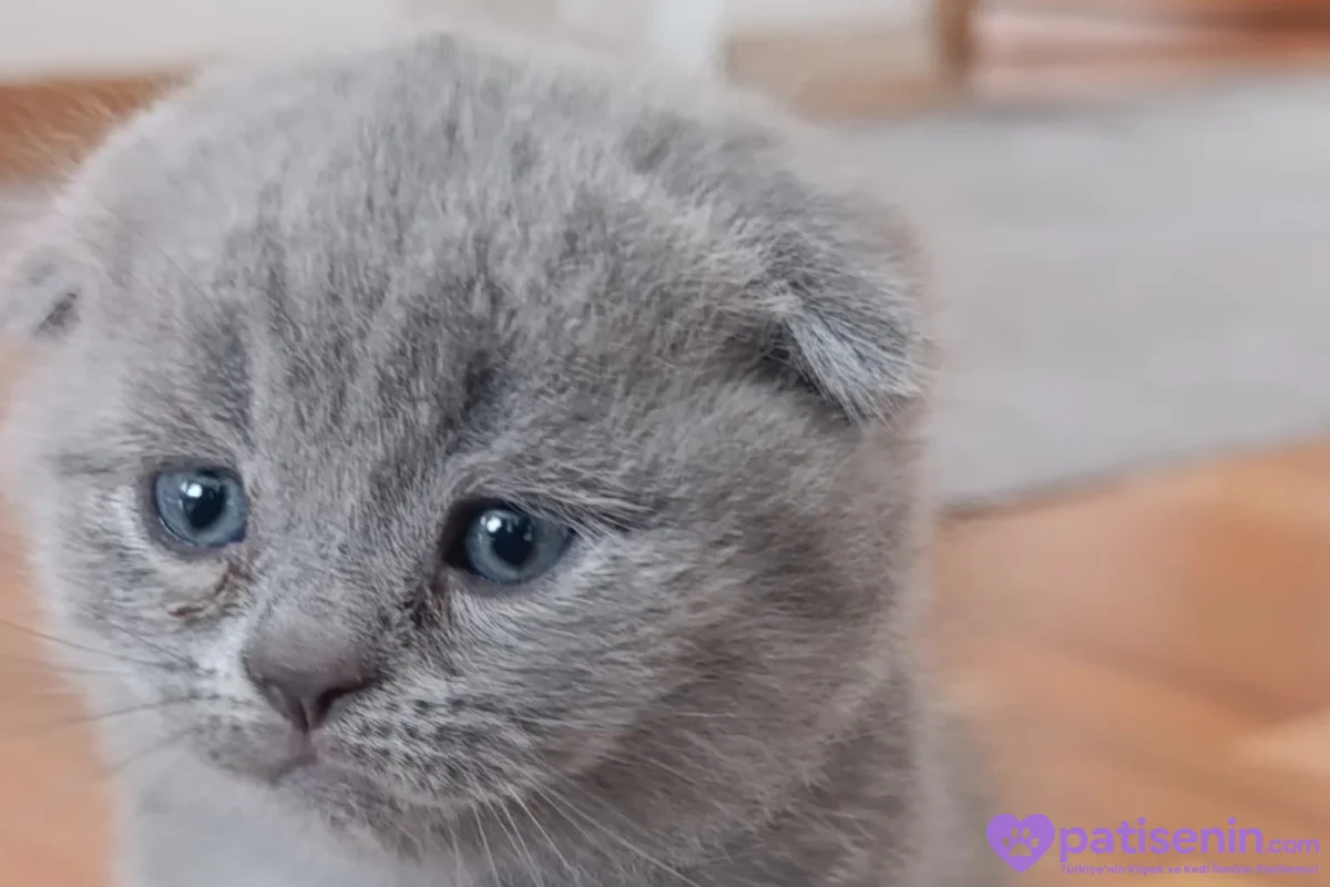 Safkan Scottish Fold dişi Yavrumuz 3