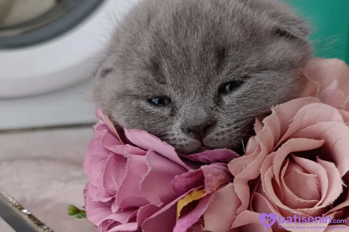 Safkan Scottish Fold dişi Yavrumuz 1