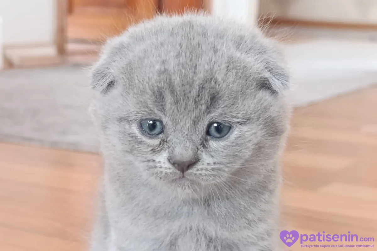Safkan Scottish Fold dişi Yavrumuz 4