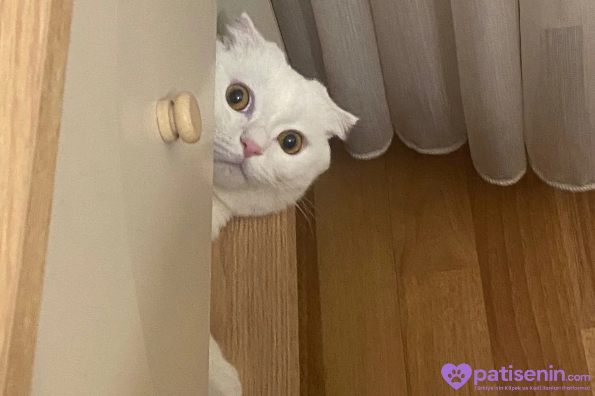 3 yaş Kısır Erkek Scottish Fold 3