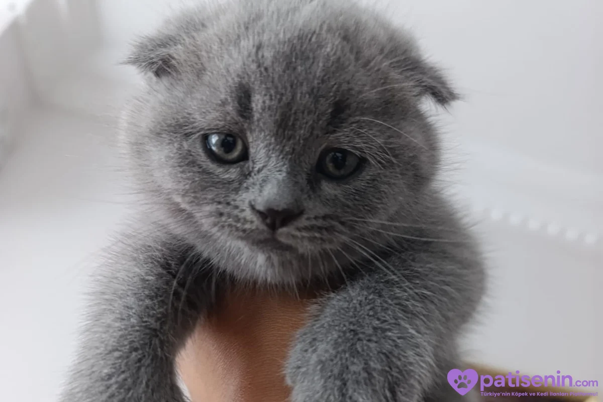 Safkan Scottish Fold dişi Yavrumuz 2