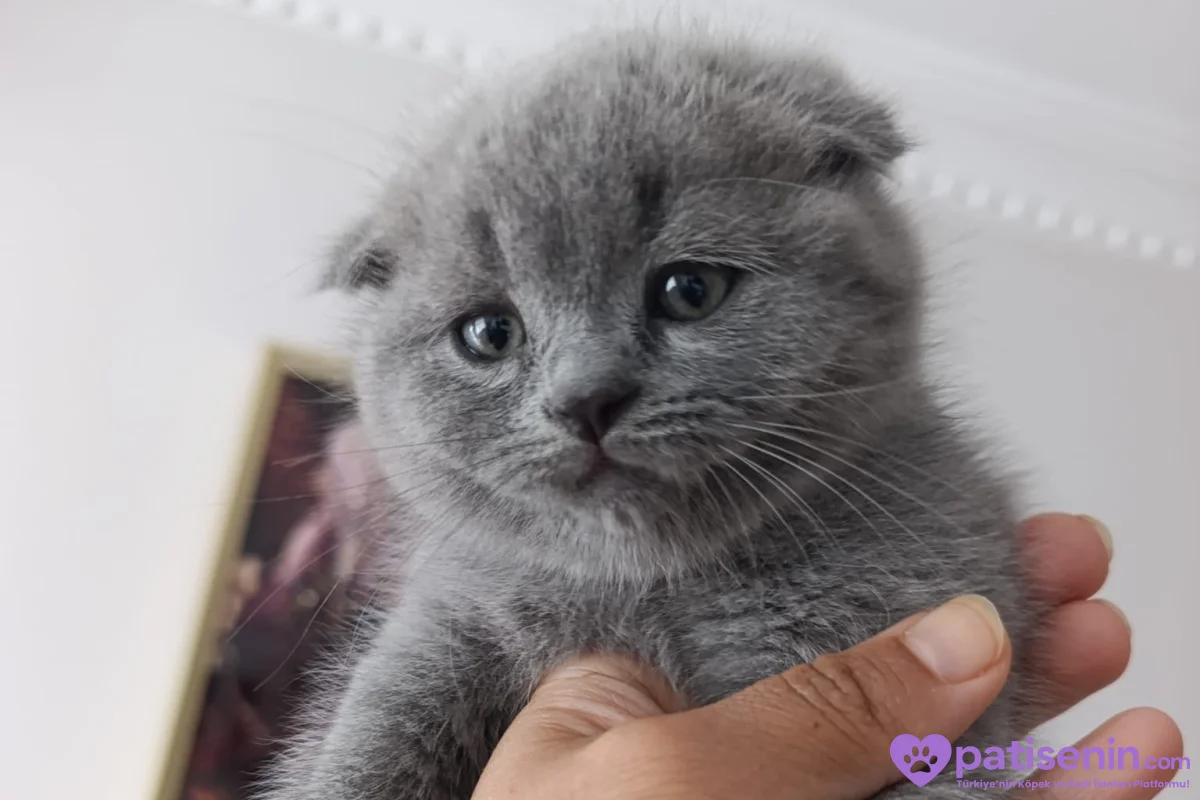 Safkan Scottish Fold dişi Yavrumuz 7