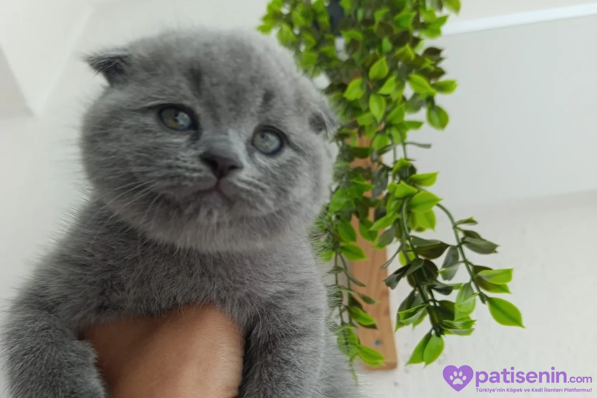 Safkan Scottish Fold dişi Yavrumuz 6
