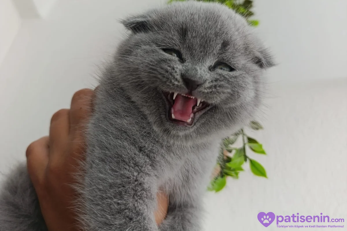Safkan Scottish Fold dişi Yavrumuz 10