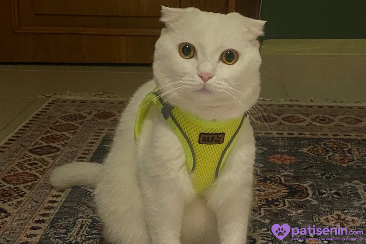 3 yaş Kısır Erkek Scottish Fold 1