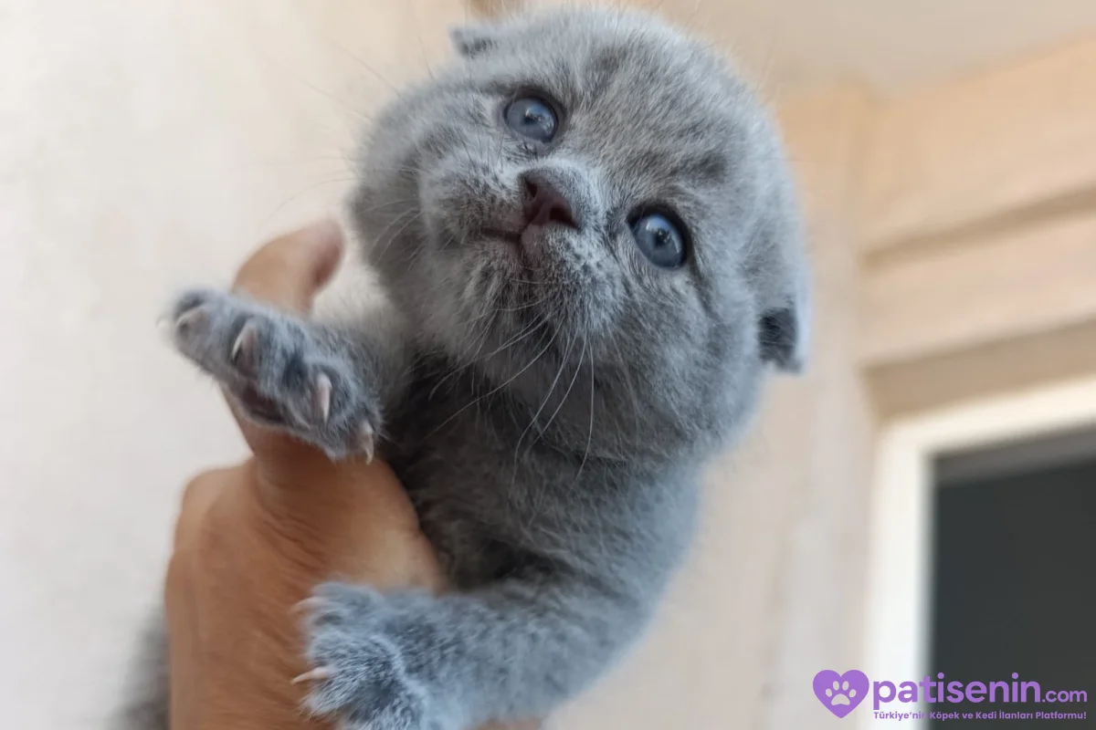Safkan Scottish Fold dişi Yavrumuz 5