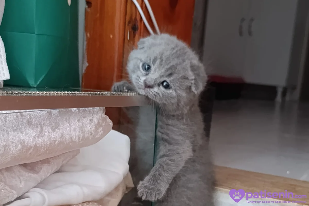 Safkan Scottish Fold dişi Yavrumuz 8