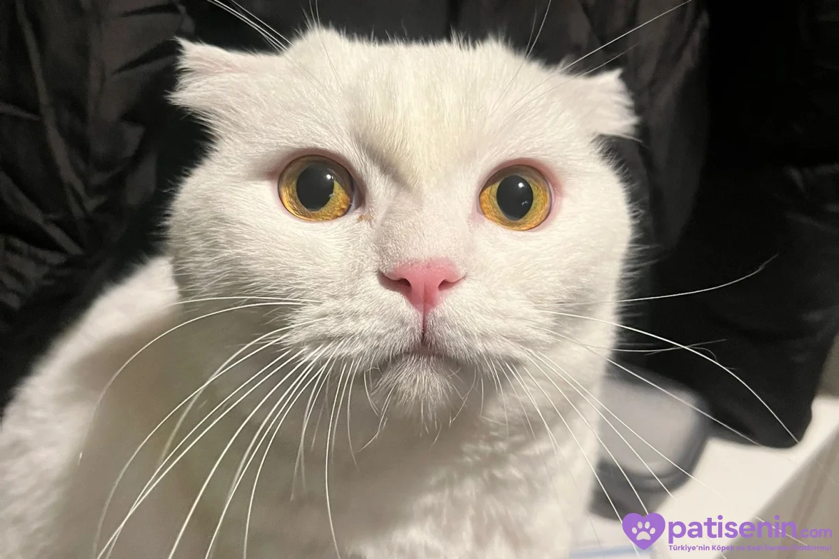 3 yaş Kısır Erkek Scottish Fold 4