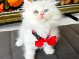 Kaliteli Longhair Bebekler