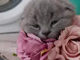 Safkan Scottish Fold dişi Yavrumuz