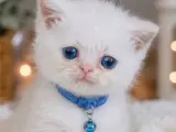 Evinizin neşesi olacak ponçikler teslime hazır