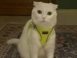 3 yaş Kısır Erkek Scottish Fold