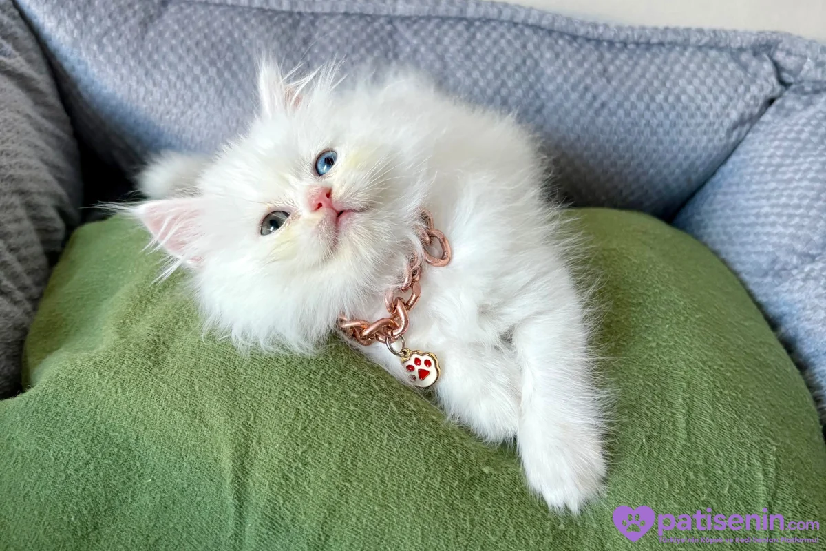 Kaliteli Longhair Bebekler 2