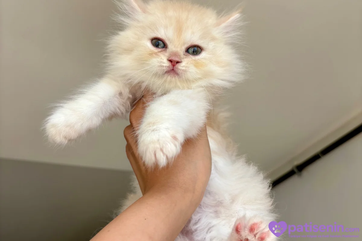 Kaliteli Shorthair-Longhair Bebekler 5