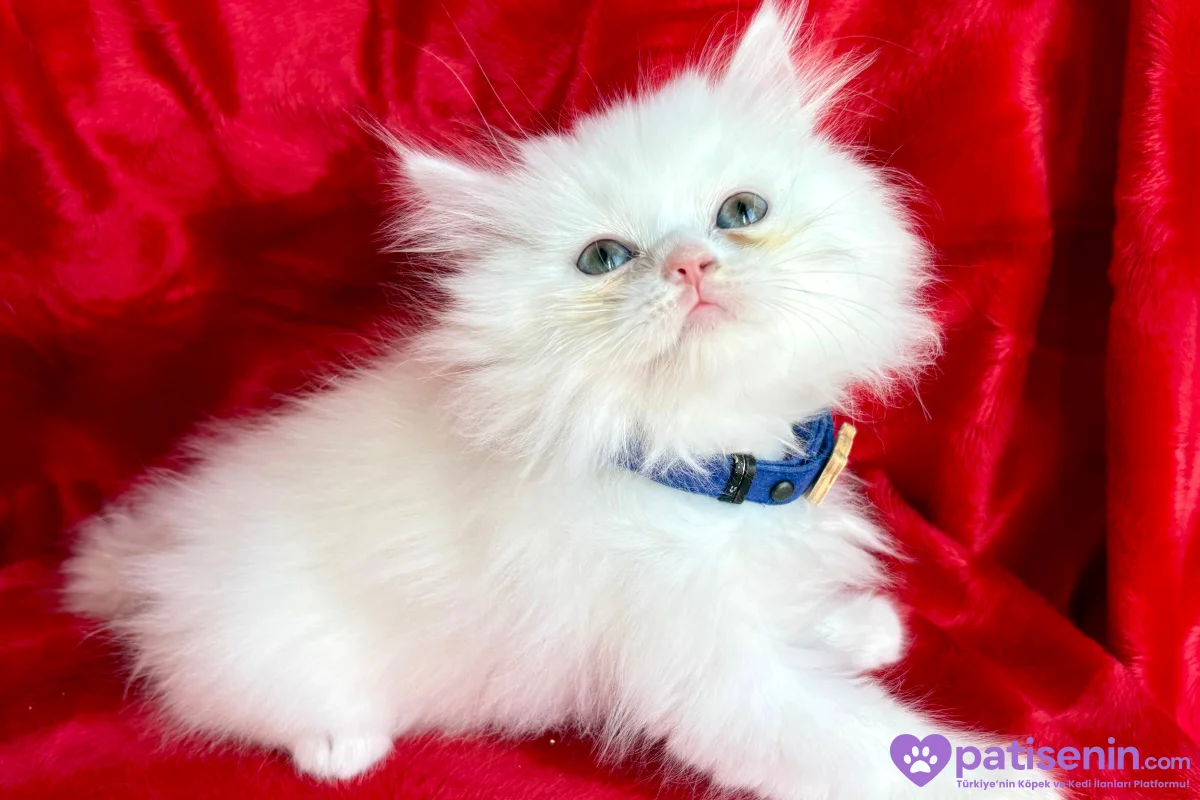 Kaliteli Shorthair-Longhair Bebekler 3