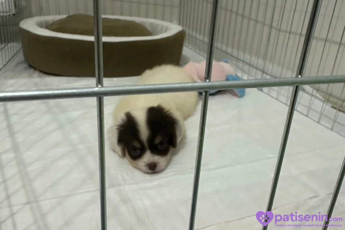 Morkie Erkek Yavrumuz Çok Sevecen 2