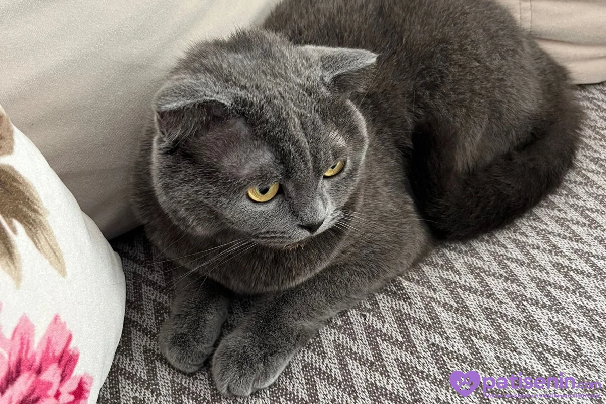 British kedi 3