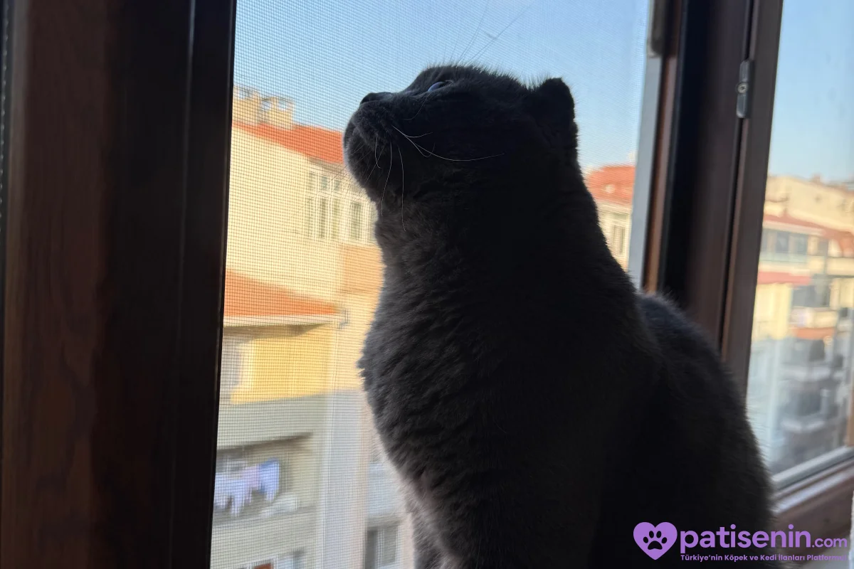 3 yaşında koltuk kedisi uykucu uyumlu 2