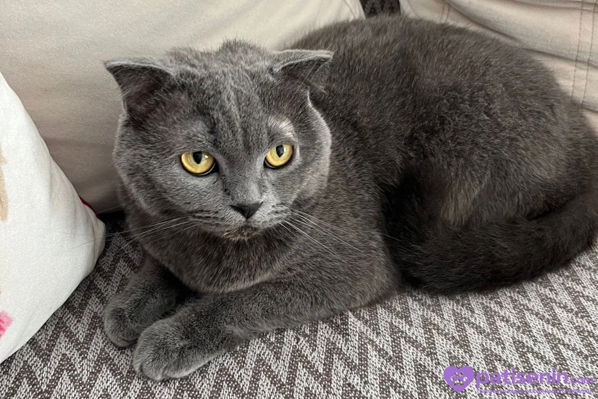 British kedi 1