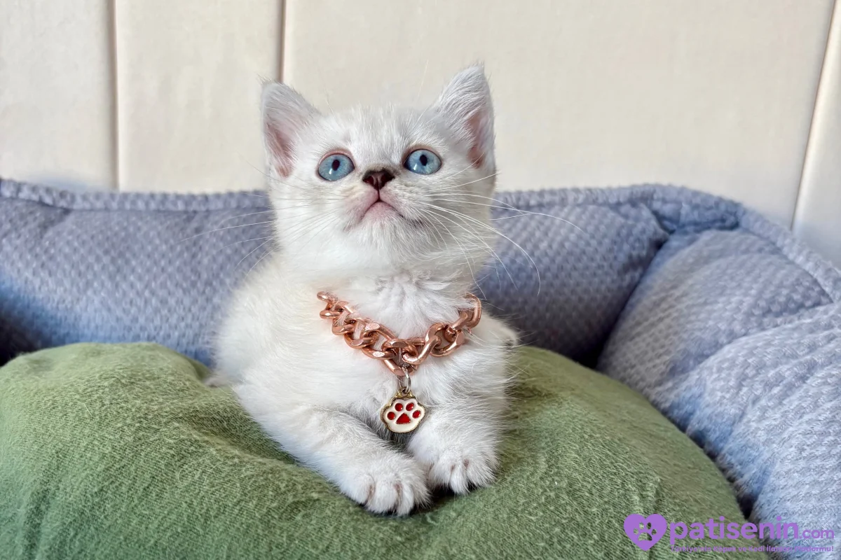 Kaliteli Shorthair-Longhair Bebekler 6