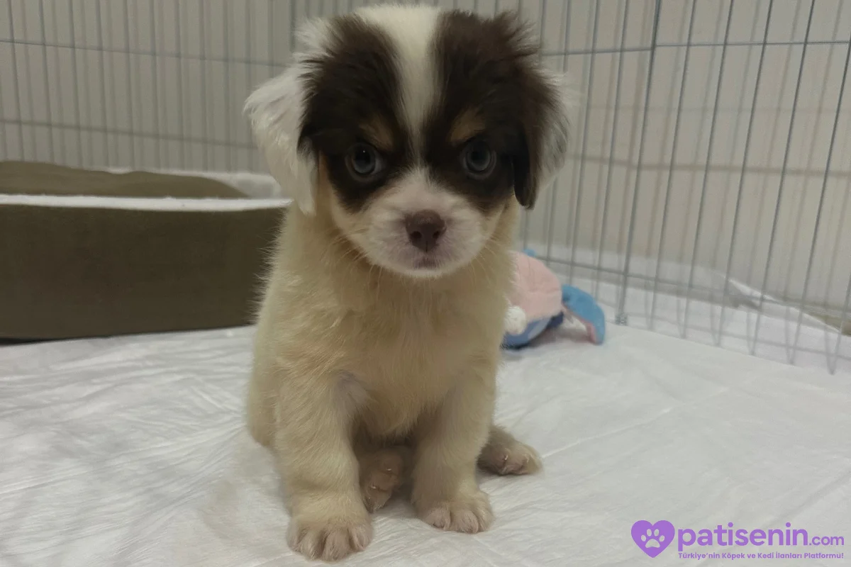 Morkie Erkek Yavrumuz Çok Sevecen 1