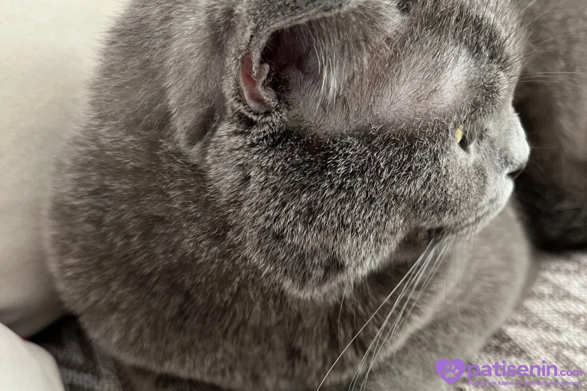 British kedi 2