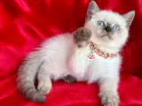 Kaliteli Shorthair-Longhair Bebekler