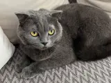 British kedi
