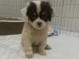 Morkie Erkek Yavrumuz Çok Sevecen