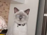 Lara kızıma yuva arıyoruz