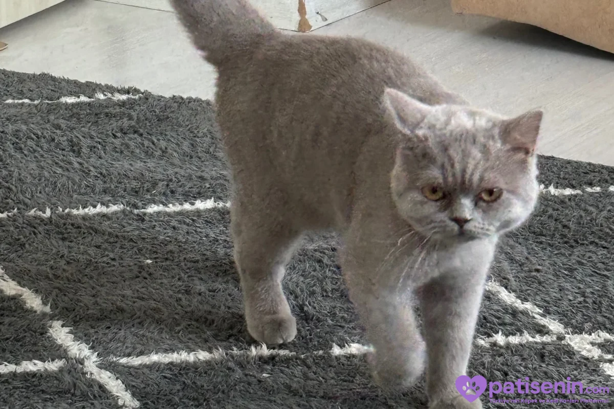 9 Aylık erkek british shorthair 4