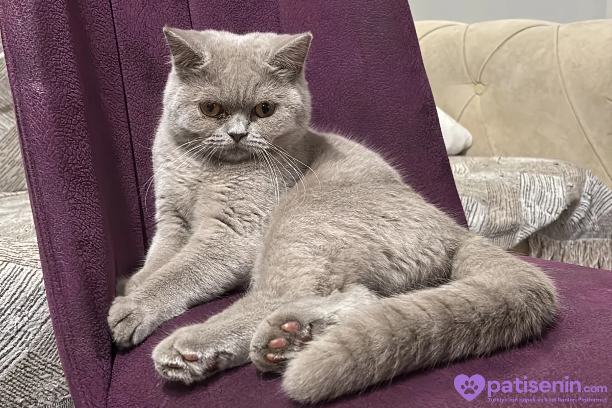 9 Aylık erkek british shorthair 1