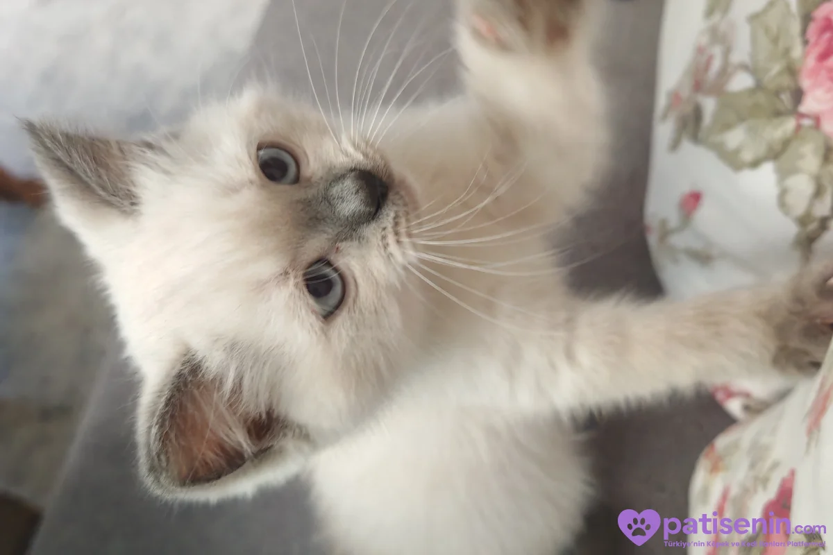2,5 aylık british shorthair erkek 4