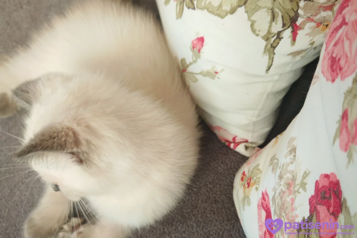 2,5 aylık british shorthair erkek 3