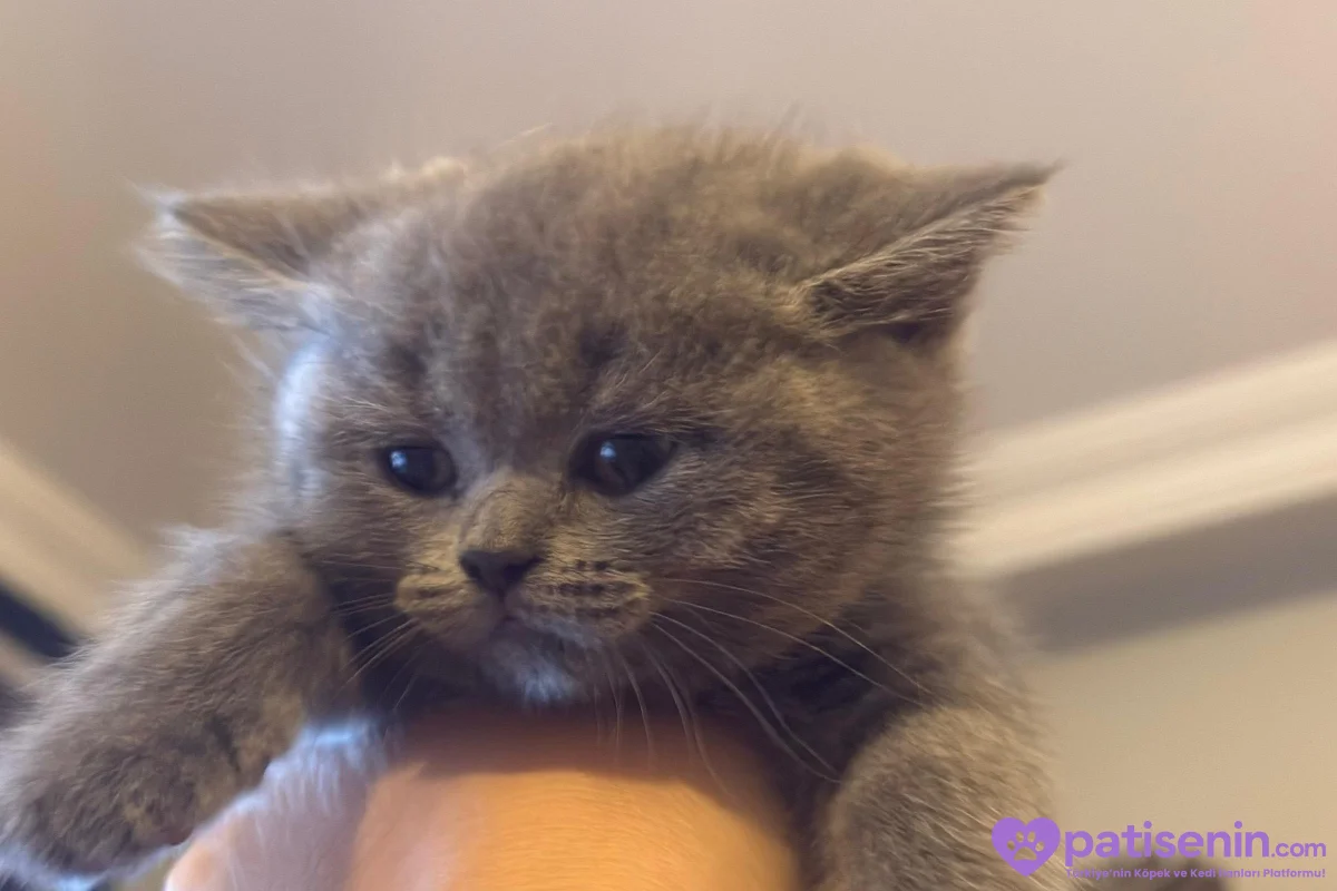 2 aylık cins kedi 1