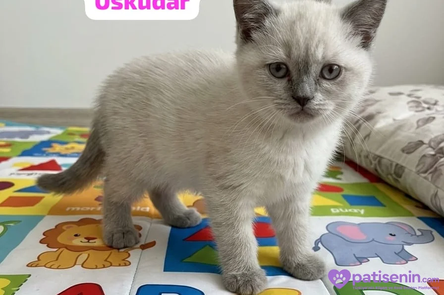 Boncuk gözlü bebekler 1