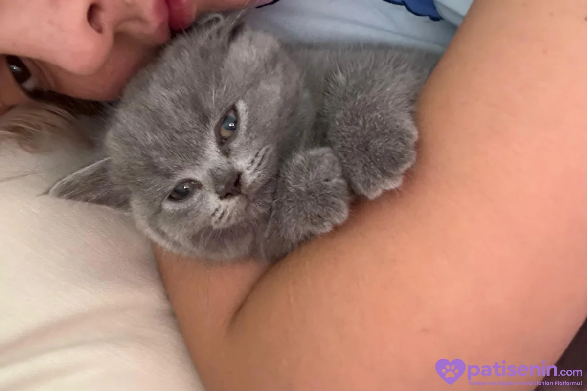 2 aylık cins kedi 2