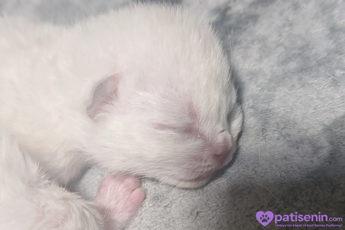 2,5 aylık british shorthair erkek 2