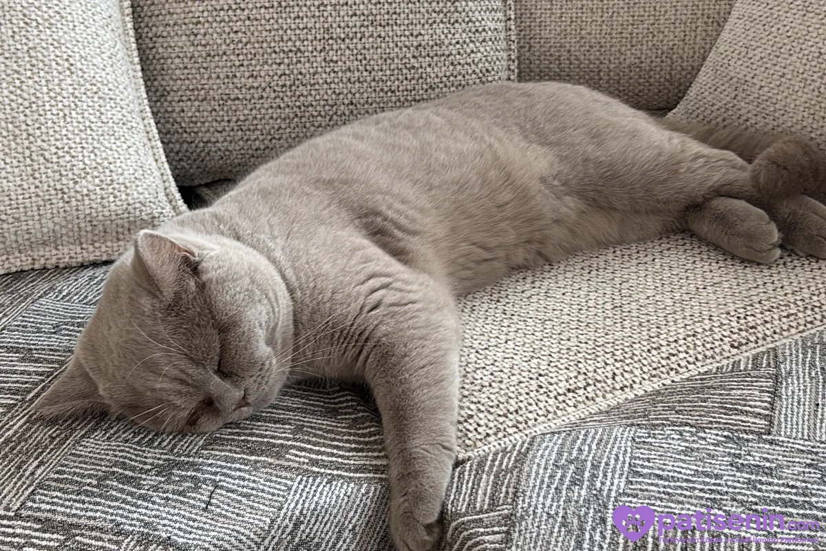 9 Aylık erkek british shorthair 2