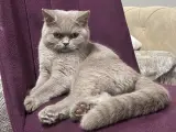 9 Aylık erkek british shorthair