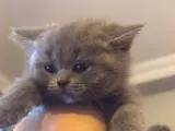 2 aylık  cins kedi