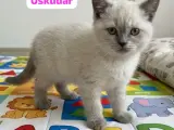 Boncuk gözlü bebekler