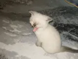 2,5 aylık british shorthair erkek