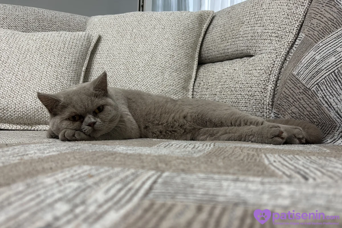 9 Aylık erkek british shorthair 3